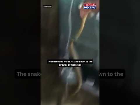 Karnataka Family Shocked; Find Snake In Refrigerator #shorts