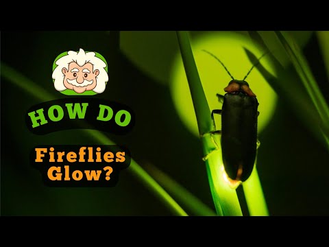 How Do Fireflies Glow?